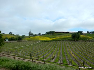 rolling hillside vineyards