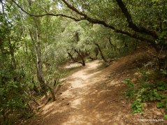 juniper trail