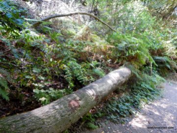 lower huckleberry path