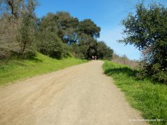 oak tree trail