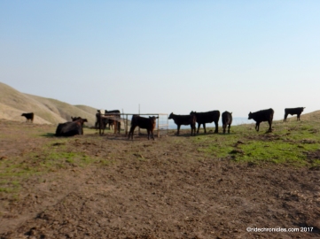 calaveras ridge cattle