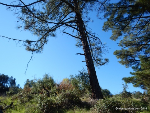 pine tree tr